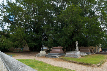 view of the cemetery and famous giant old yew trees at La Haye-de-Routot