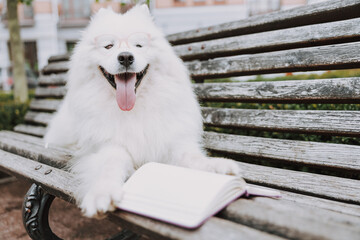 Cute pedigree pet laying near book on bench outside