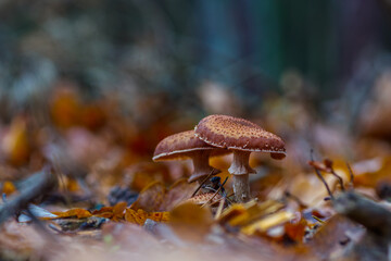 Grzyby_Opieńki © R.Jaszczynski