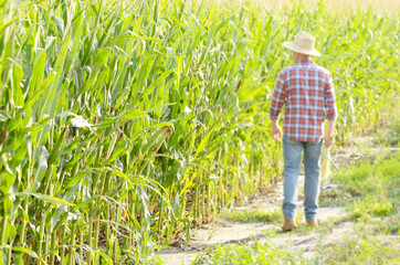 Middle age caucasian farm worker walking along maize corn field for inspection. Harvest care concept
