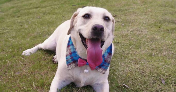 Close up of beautiful Labrador dog open mouth simile looking up at het master outdoor sitting on lawn grass in the park