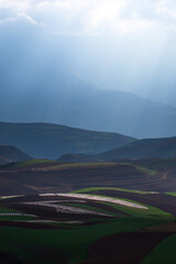 Fototapeta premium Scenery wheat terraces at dusk.