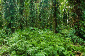Fern and green leafs of tree