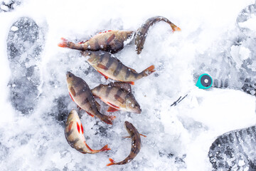 Winter ice fishing with ice fishing gear and boots print. Lot of perch caching from hole in ice. Winter perch fishing leisure. Winter fishing background.