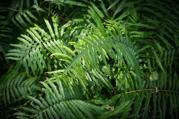 Fern and green leafs for backgrounds