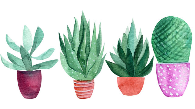 watercolor cacti on a white background, decorative drawings, abstract plants