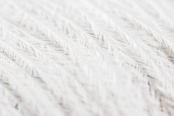 White ostrich feather close-up. White feather with dark middle with shaggy plumage