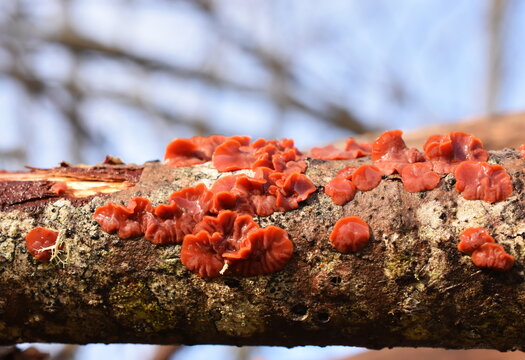 Cytidia salicina scarlet splash fungus on a tree stem