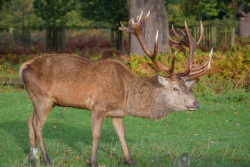 A big Red Deer Stag with fight damaged antler looks at the camera
