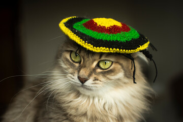 cat in a rasta hat