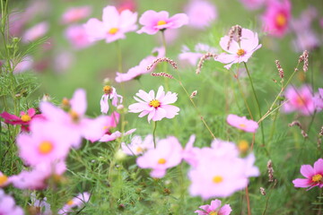 日本に咲いているコスモス