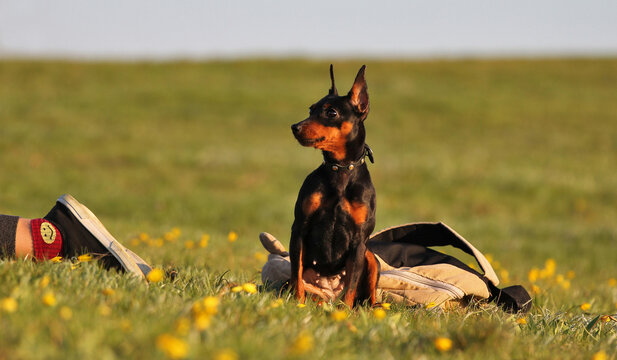 Miniature pincher dog in a flower field, hiking backpack, yellow wild tulips, spring nature, enjoyment, smile