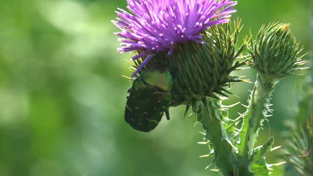 Cotinis nitida, green June beetle, June bug, June beetle, beetle of family Scarabaeidae, sitting on thistle flower bud. Macro view insect