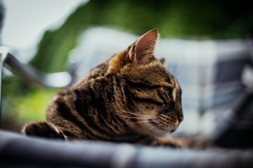 Bengalkatze entspannt