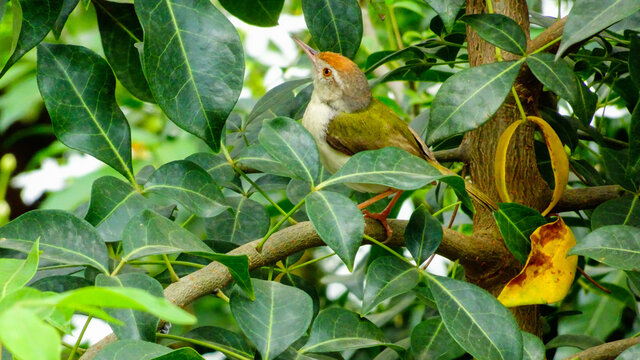 bird on tree