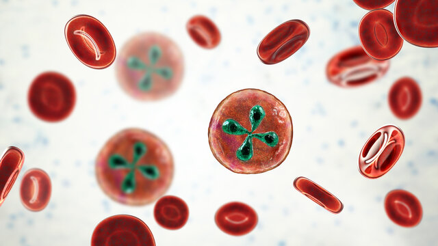Babesia parasites inside red blood cell, the causative agent of babesiosis. 3D illustration showing classic tetrad-forms of Babesia merozoites so-called Maltese cross formation