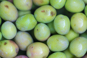 Manzanilla Cacereña variety olives. Olives or olives from Extremadura olive trees