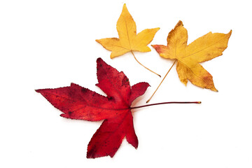 dried leaves isolated on white