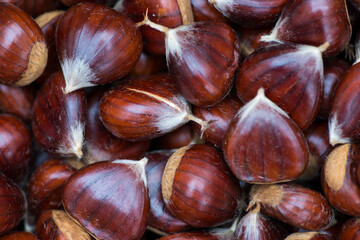 Obraz premium freshly picked chestnuts. Chestnuts are a very nutritious type of dried fruit.