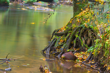 Autumn atmosphere in the Schwarzach valley near Nuremberg - small rootstock in the water at the small river and in the colourful autumn forest. 