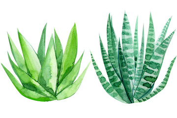 watercolor cacti on a white background, decorative drawings, abstract plants © Hanna