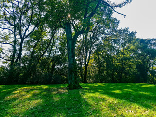 Fototapeta na wymiar landscape with trees in the park