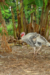 White Turkey in banana garden at thailand