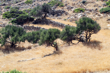 A rural, pastoral scene on the Greek island of Sikinos. The steep hill sides are terraced to give flat ground where olives, vines and other crops can be grown. A view of these traditional fields.