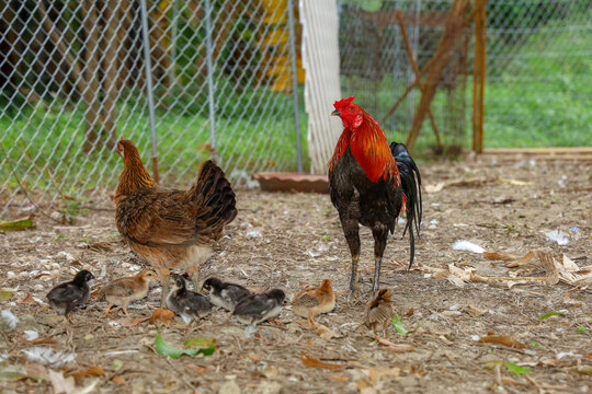 fighting cock and baby cock eat food in farm at thailand