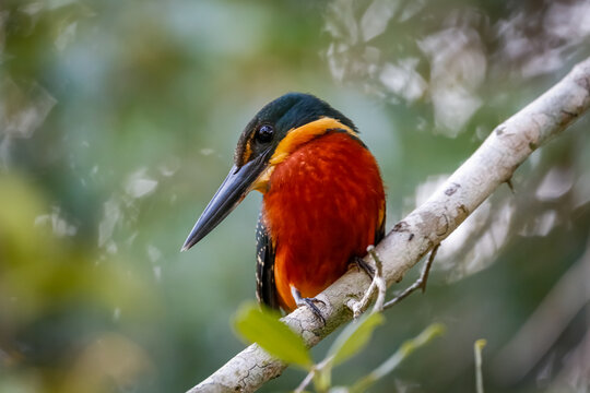Close up of a colorful Green-and rufous Kingfisher against defocused background, Pantanal Wetlands, Mato Grosso, Brazil