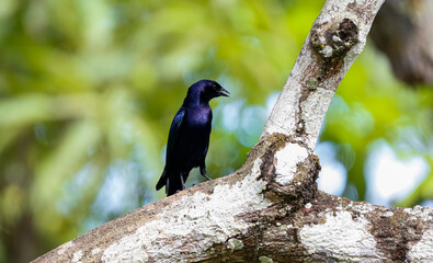 Shiny Cowbird on a tree trunk against green defocused background, Pantanal Wetlands, Mato Grosso,...