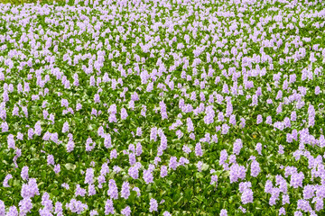 Close up view of Water Hyacinths in purple bloom, Pantanal Wetlands, Mato Grosso, Brazil