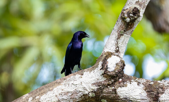 Shiny Cowbird on a tree trunk against green defocused background, Pantanal Wetlands, Mato Grosso, Brazil