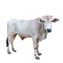 ox bull looking straight ahead isolated on white