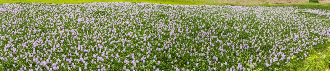 Obraz premium Panorama of lagoon covered with Water Hyacinths in purple bloom, Pantanal Wetlands, Mato Grosso, Brazil