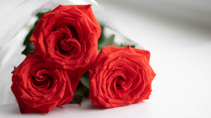 Closeup of Beautiful Red rose infront and blurred two roses in the background.