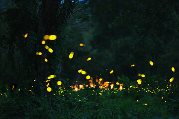 firefly in forrest