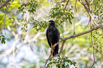 Great Black Hawk perched on a tree branch against defocused natural background, Pantanal Wetlands, Mato Grosso, Brazil