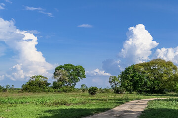 Fototapeta na wymiar Typical Pantanal landscape with green meadows, trees blue sky and white clouds, Pantanal Wetlands, Mato Grosso, Brazil