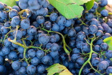 All the fruits of fall