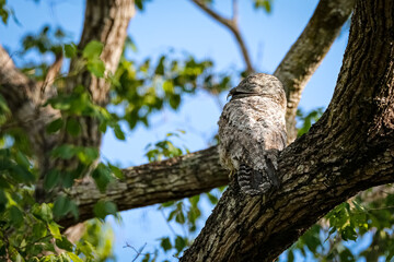 Close up of a Great Potoo with perfect camouflage in a tree, Pantanal Wetlands, Mato Grosso, Brazil