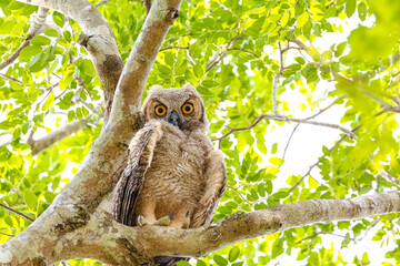 Low angle view of Great Horned Owl perched in a tree, facing camera, Pantanal Wetlands, Mato Grosso, Brazil