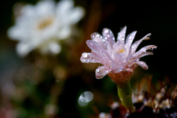 close up Cactus flower