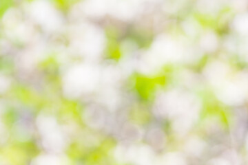 Natural Bokeh, blurred bokeh.