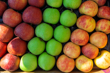 All the fruits of fall