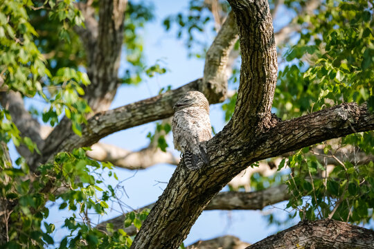 Great Potoo with perfect camouflage in a tree, Pantanal Wetlands, Mato Grosso, Brazil