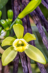 Obraz premium Fleur et gousses de vanille 