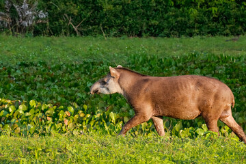 Fototapeta premium Close up of a Tapir walking along a lagoon with water plants in afternoon light, Pantanal Wetlands, Mato Grosso, Brazil