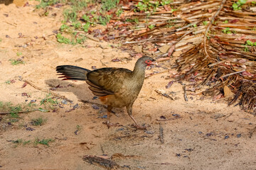 Chaco chachalaca roaming on the ground in late afternoon light, Pantanal Wetlands, Mato Grosso, Brazil