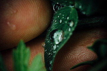 Micro shot of finger about to touch leaves with water droplet, leaves are pointed up to meet finger.